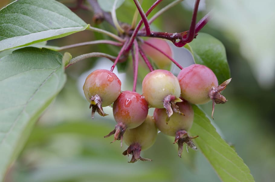 crab apples, august, apples, growth, plant, fruit, close-up, healthy eating, food, focus on foreground
