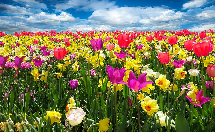 field of flowers, spring awakening, spring, frühlingsanfang, flowers, bloom, tulips, daffodils, osterglocken, flowers in spring
