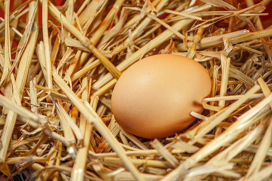 easter, egg, nest, easter egg, hen's egg, straw, chicken coop, nature, animal nest, new life