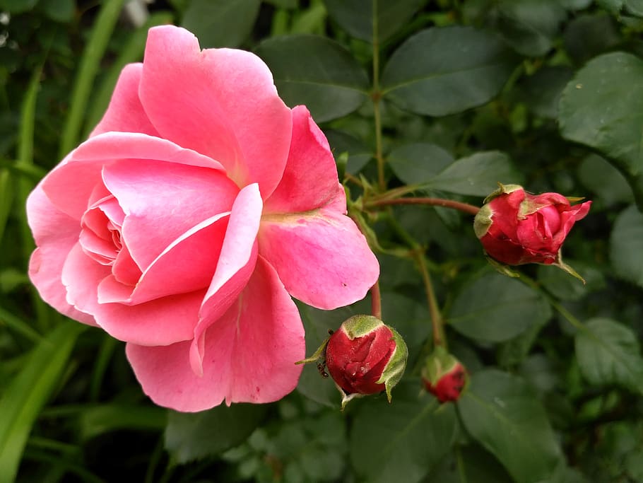 mawar, berwarna merah muda, kuntum bunga mawar, bunga musim panas, mawar merah muda, kelopak, musim semi, taman, bunga, menanam