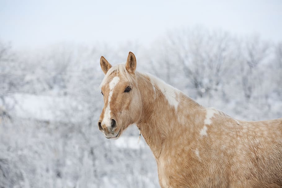 fotografía de enfoque, marrón, caballo, castrado, semental, melena, animal, pony, rango, yegua