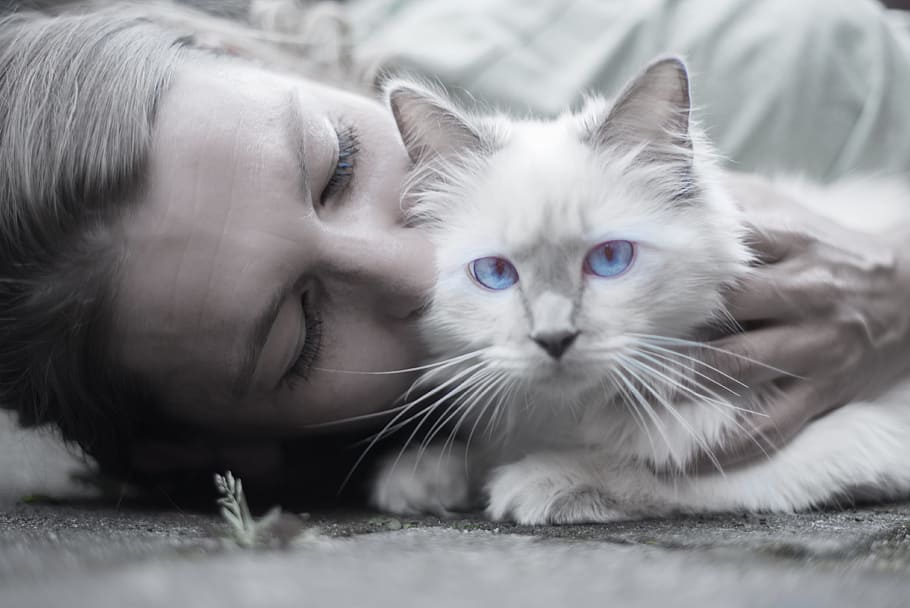selective, color photography, blue-eyed, cat, white, Persian cat, woman, blue, eyes, portrait