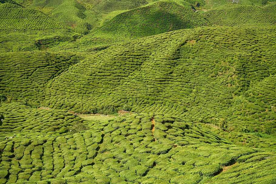green, mountain, daytime, the tea plantations, field, magnificent, great, taylor, summer, hot