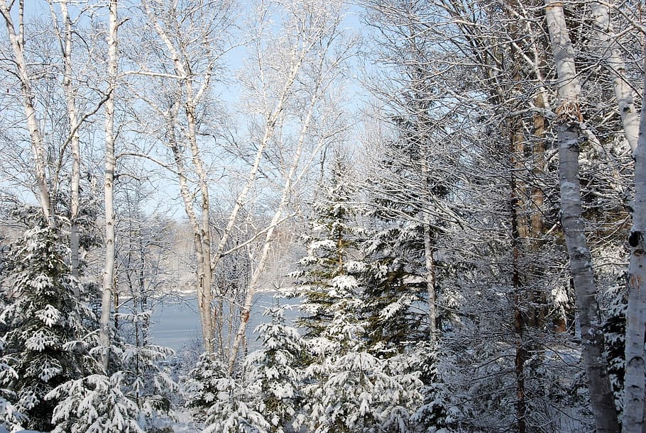 Winter, Season, White, Cold, Snow, december, january, february, snowfall, frozen