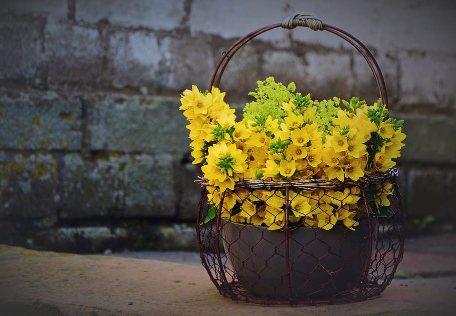 yellow, petaled flowers place, pot, basket, yellow Star of Bethlehem, flowers, in basket, loosestrife, goldfelberich, bouquet