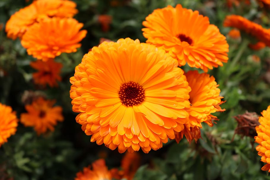 orange petaled flowers, orange, flowers, calendula, orange blossom, natural, flower bed, garden, spring, cute