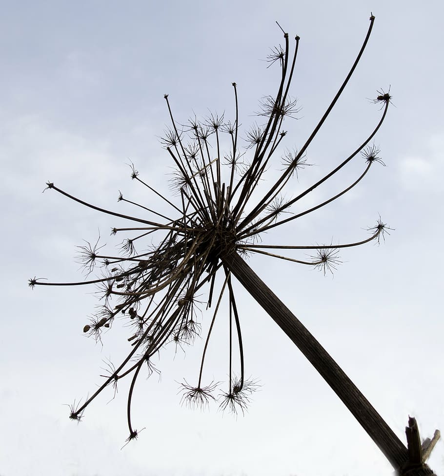 bearclaw, withers, skinny, dry, herb, nature, tree, sky, plant, day