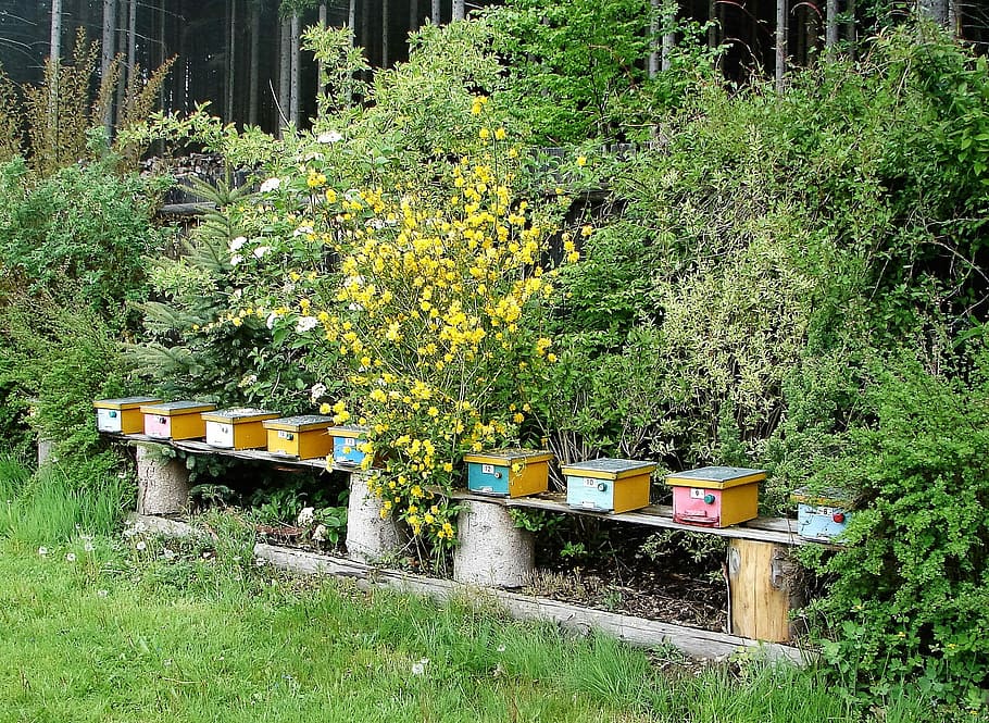 Bee, Nursery, Beehives, bee nursery, oplodňáčky, beehive, apiculture, honey, agriculture, plant
