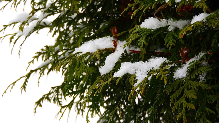 枝, 雪に覆われた木, 雪に覆われた, 冬, 針葉樹, トゥジェ, トゥジャの雪, 雪, 寒さ, 木
