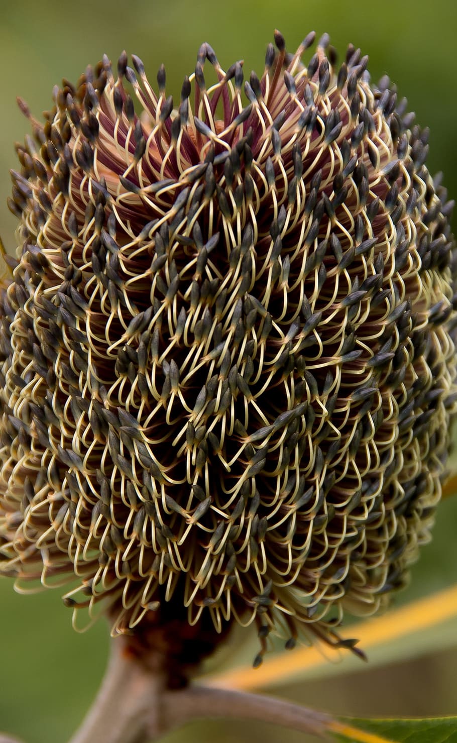 banksia robur, 늪 banksia, 꽃, 새로운, 개통, 오스트레일리아, 원주민, 씨앗, 갈색, 클로즈업