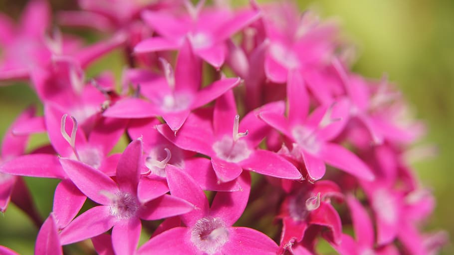 pentas lanceolata, pink, pink flowers, flower, garden, nature, beautiful, flora, pink color, plant