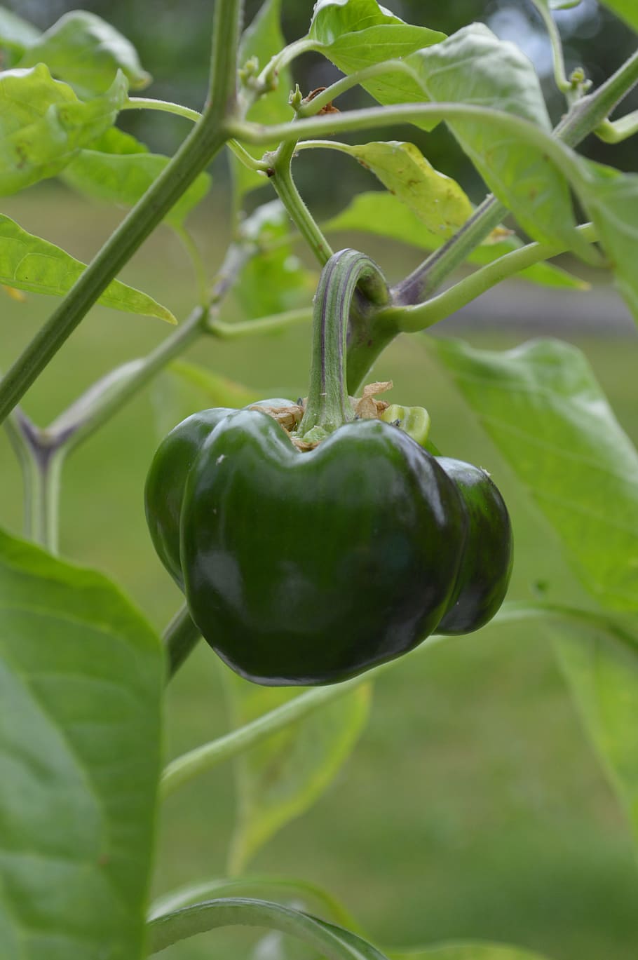 Pepper, Garden, Greenhouse, Vegetable, green, plant, summer, cultivation, grow, self catering