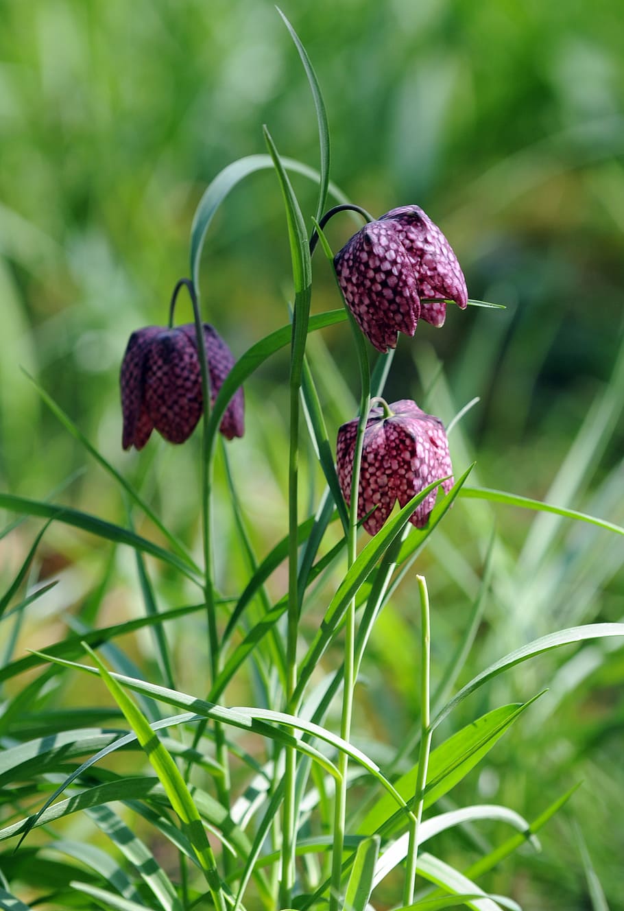 fritillaria guinea fowl, flower, garden, plant, nature, growth, freshness, beauty in nature, focus on foreground, flowering plant