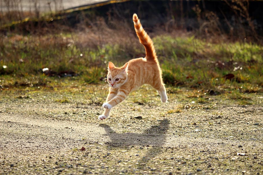 laranja, malhado, salto de gato, estrada, gato, gatinho, tabby cavala vermelha, gato vermelho, gato jovem, bebê gato