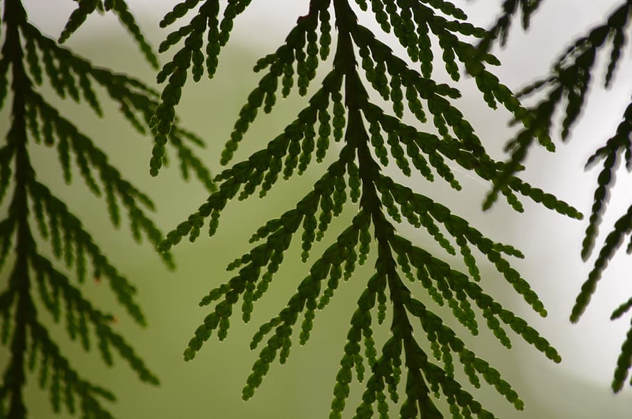 cedar, leaf, leaves, boughs, plant, nature, tree, plant part, green color, close-up