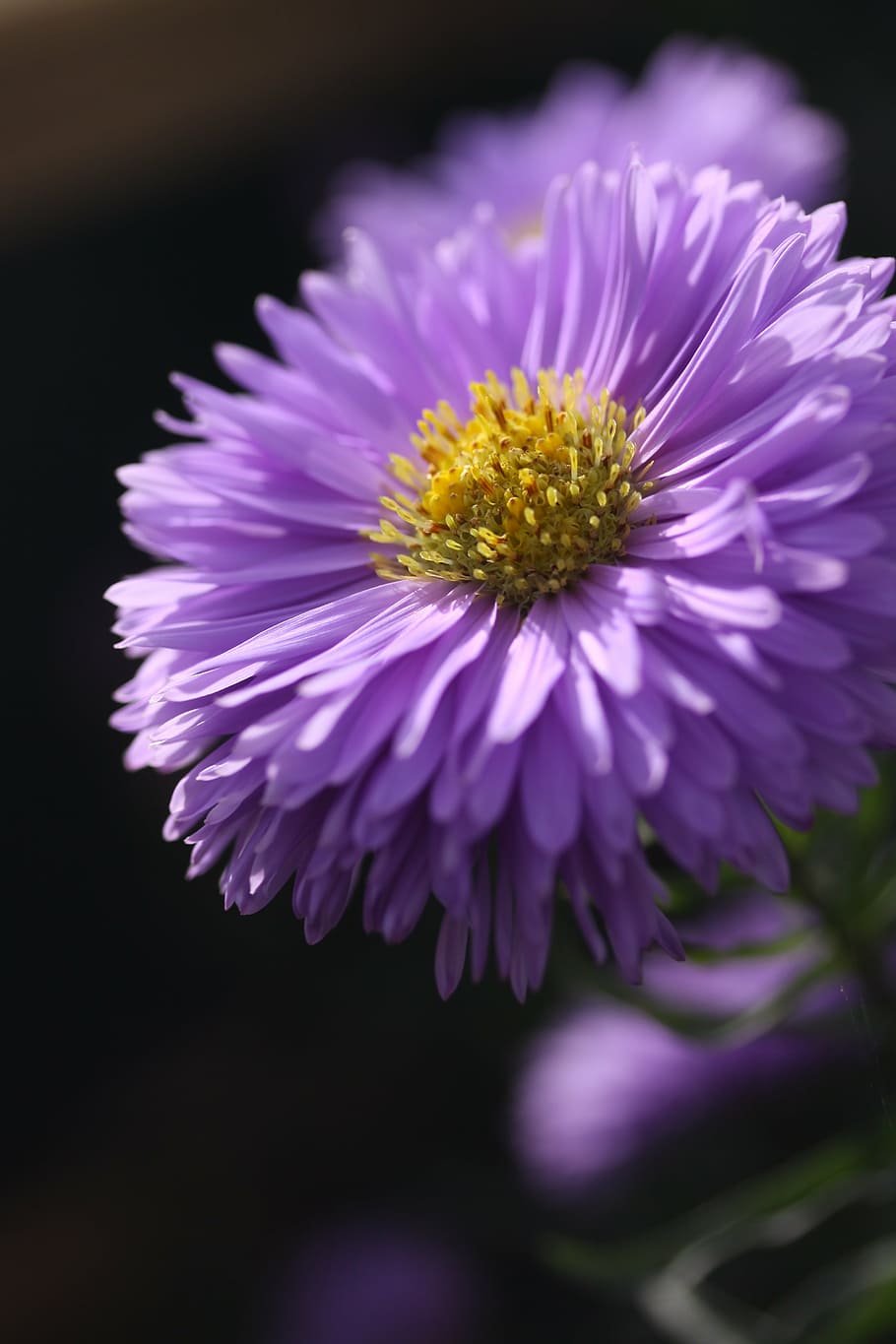 selective, focus photography, purple, zinnia flower, aster, flower, garden, petal, bloom, autumn