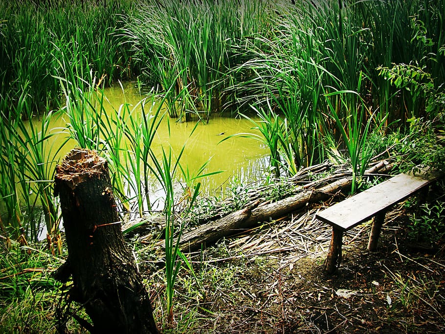 swamp, reed, bench, balance beam, tree, thickets, green, grass, water, plant