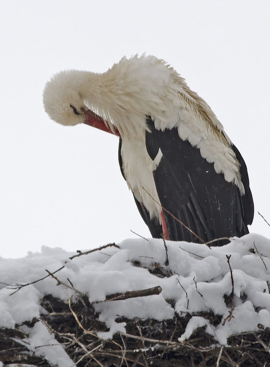 stork, snow, cold, winter, spring, migrate, ice, animal, bird, beak