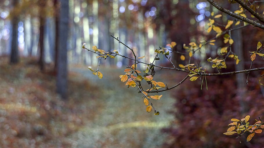 musim gugur, hutan, daun, pohon, lanskap, alam, jalan, kayu, gelap, atmosfer