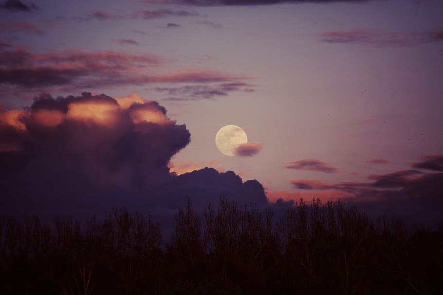 silhouette, trees, cloudy, sky, sunset, view, moon, dusk, clouds, forest