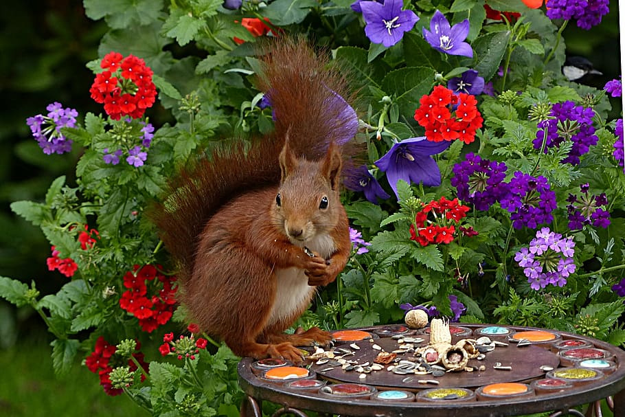 brown, squirrel, red, purple, roses, sciurus vulgaris major, mammal, young, foraging, garden