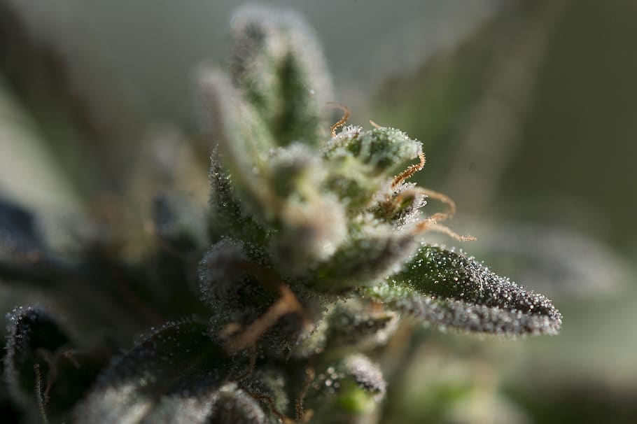 weed, trichomes, ganja, cannabis, pot, plant, selective focus, close-up, nature, green color