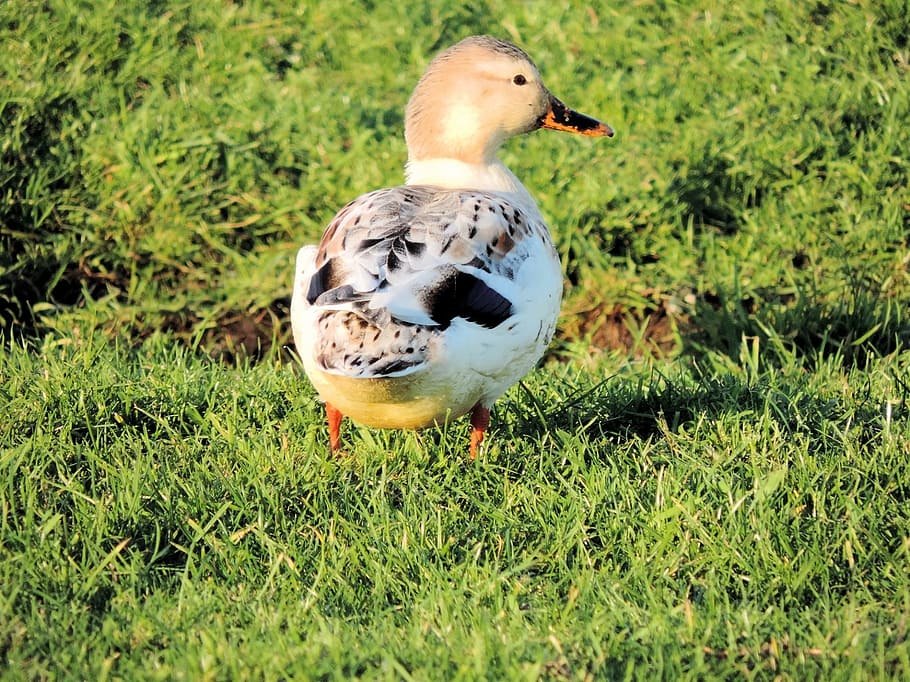 アヒル 鳥 素敵な動物 野生 かわいい アイコン 羽 シンボル アヒルの子 くちばし Pxfuel