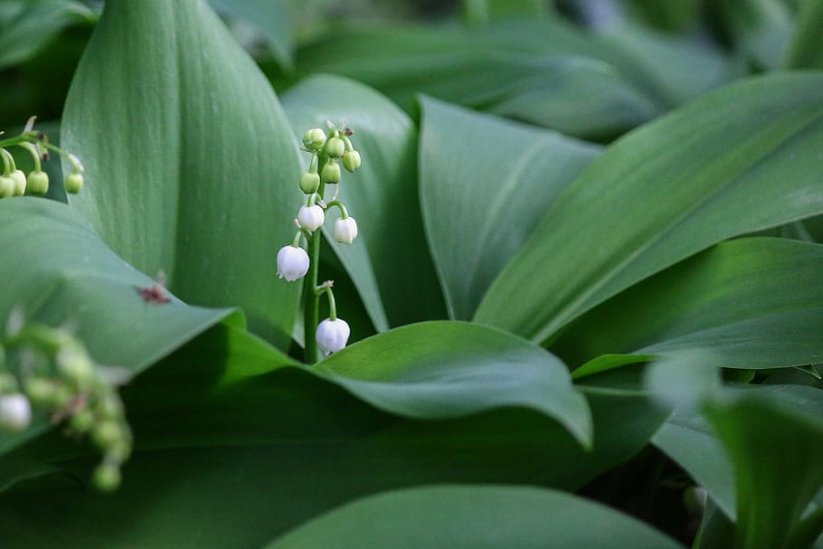 thrush, flower, bell, spring, 1 ° may, lily of the valley, plant, plant part, leaf, flowering plant