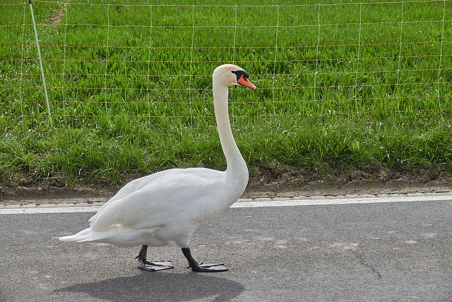 swan, white swan, road, waddle, waters, bill, water bird, noble, animal, bird