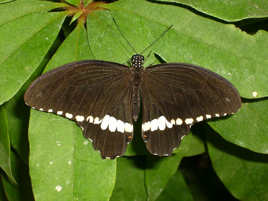 Pieridae бабочка черная Испания. Беспозвоночные бабочки. Беспозвоночные животные бабочка. Мотылек домашний.