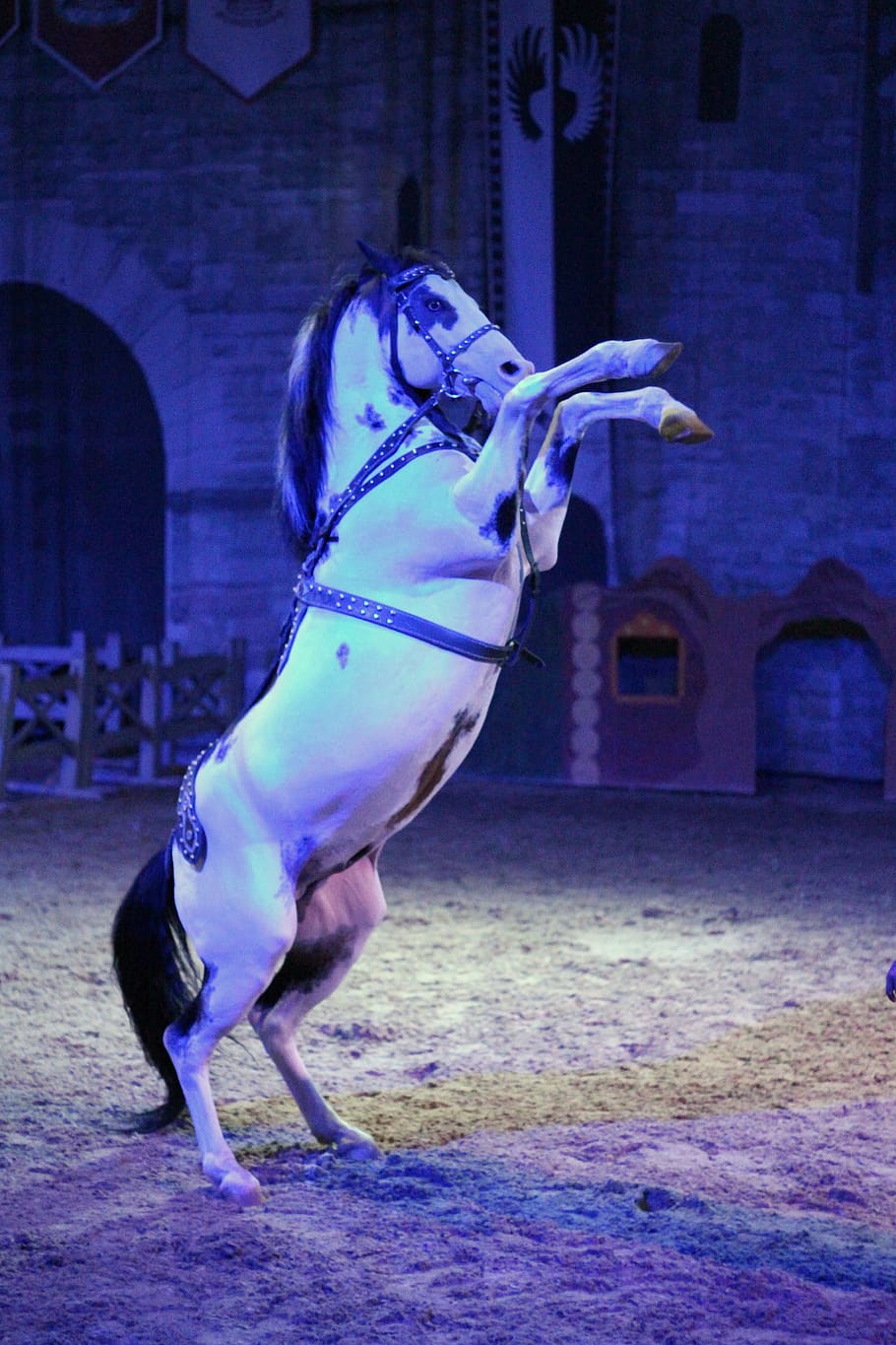 horse, horse racing, playpen, astride, rearing, hooves, performance, races, manege, on horseback