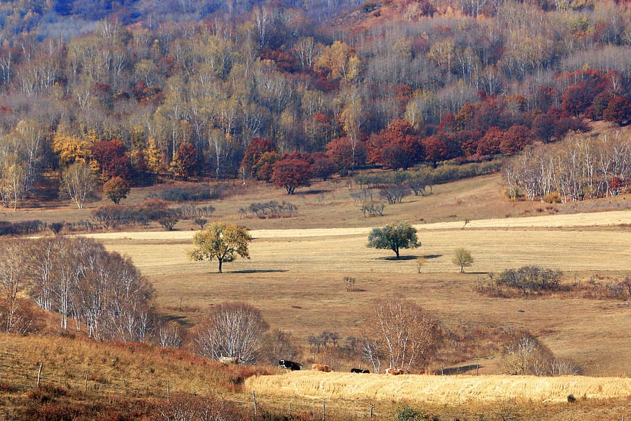 the scenery, autumn, ye tian, plant, animal, cow, defoliation, in wheat field, road, tree