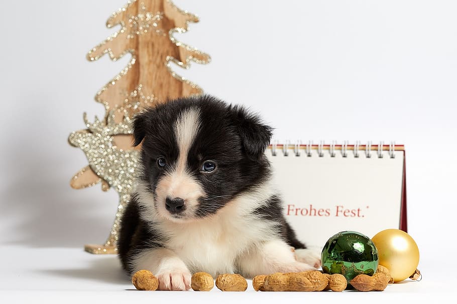 black, white, border collie puppy, resting, baubles, peanuts, cute, dog, animal, small