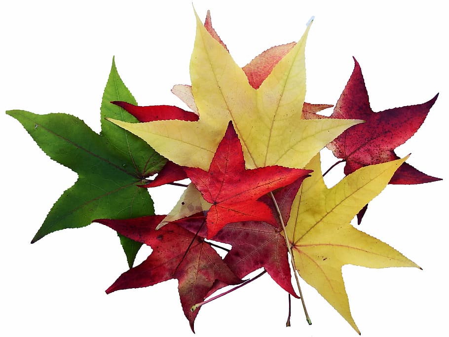 yellow, red, green, maple, leaves, colorful, collect, isolated, emerge, autumn