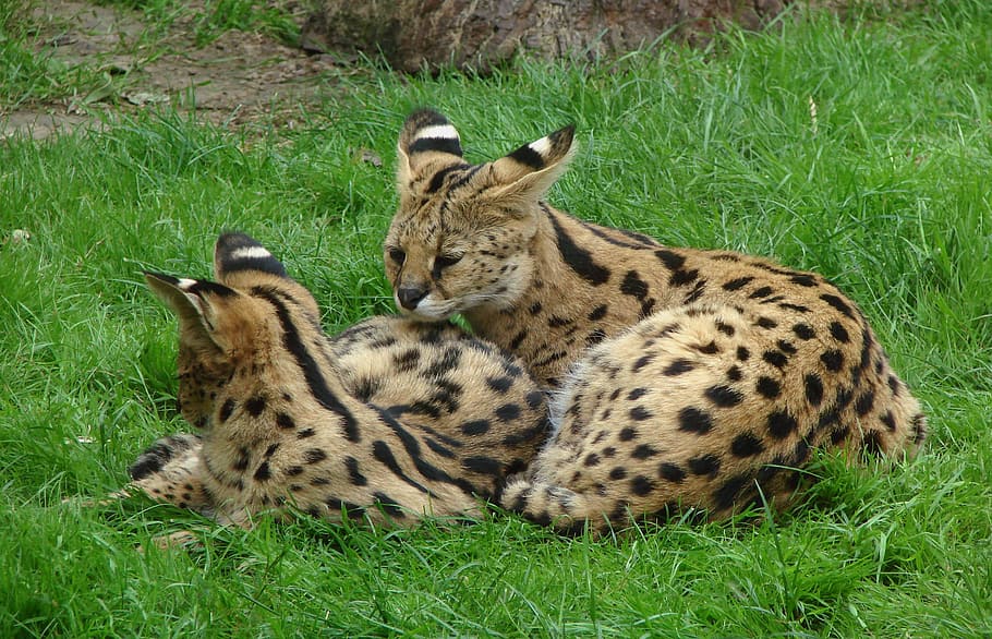 two, savannah cats, lying, grass fiend, Servals, Felines, Cats, Fur, two servals, big