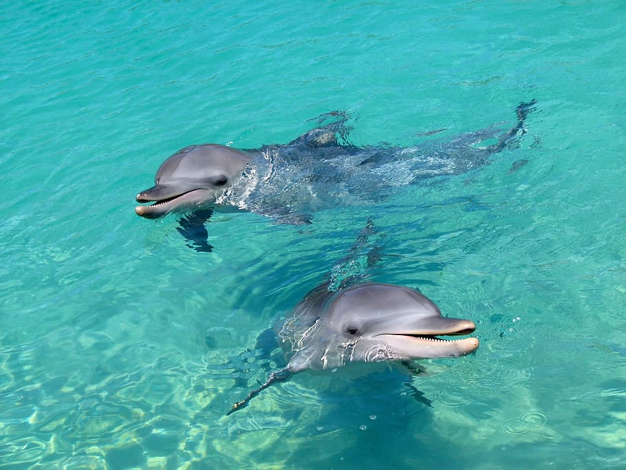 two, dolphins, body, water, dolphin, playful, aquatic, animal, marine, wildlife