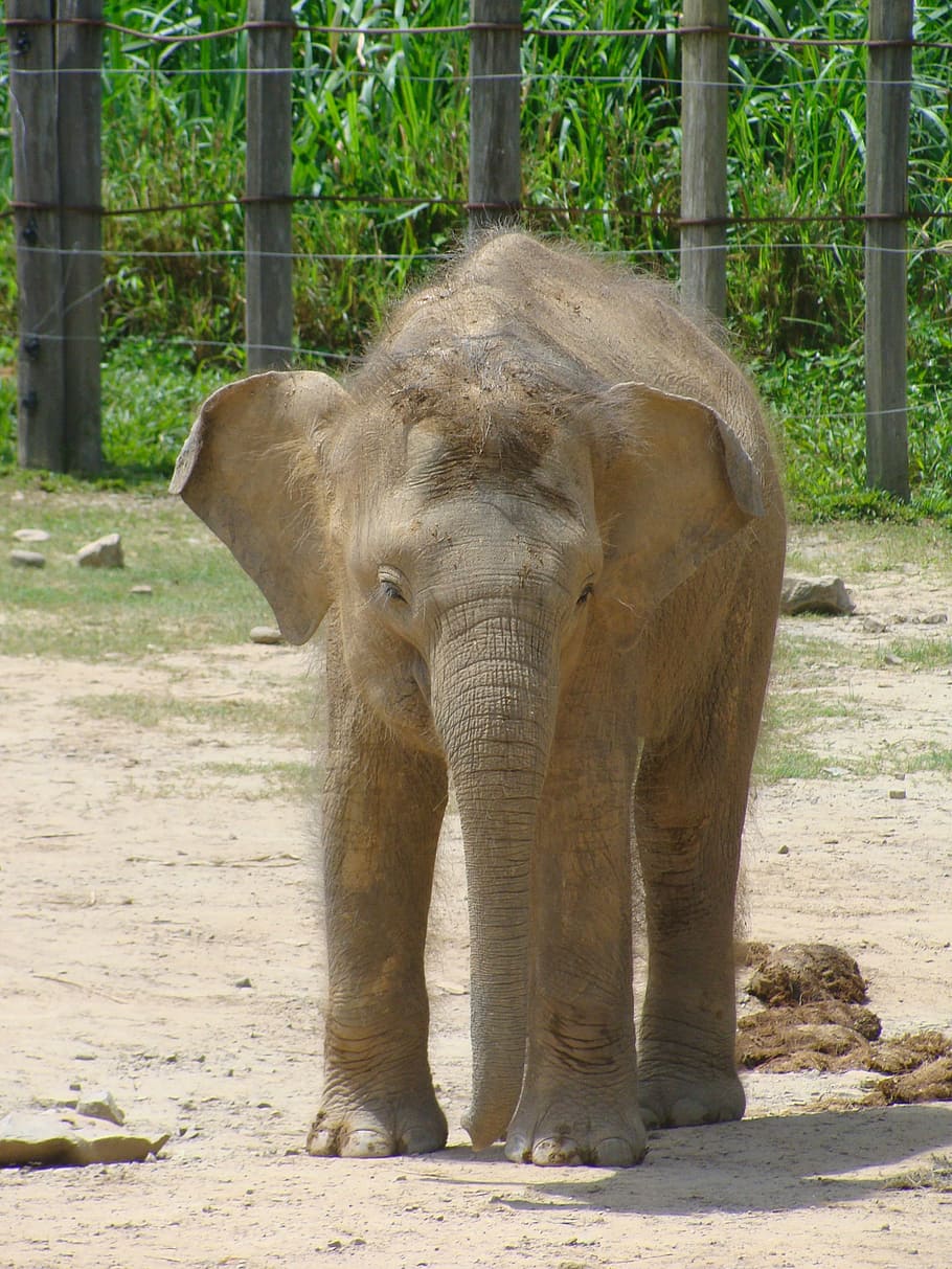 bayi gajah, kebun binatang, mamalia, belalai, gajah, tema binatang, hewan, hewan margasatwa, satu hewan, bertulang belakang
