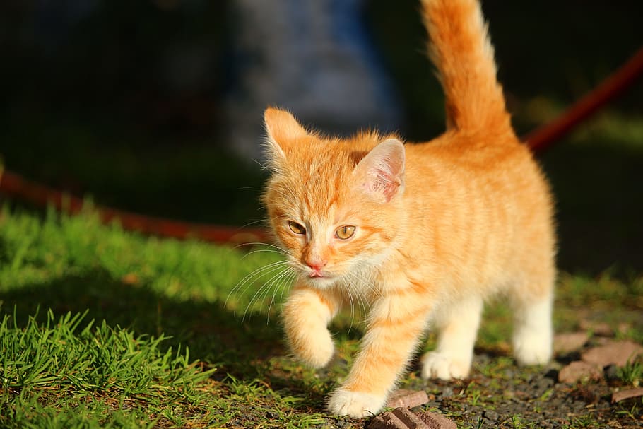 オレンジ色のぶち子猫, オレンジ色のぶち猫, 子猫, 猫, 猫の赤ちゃん, 若い猫, サバ, 赤いサバのぶち, 秋, 草