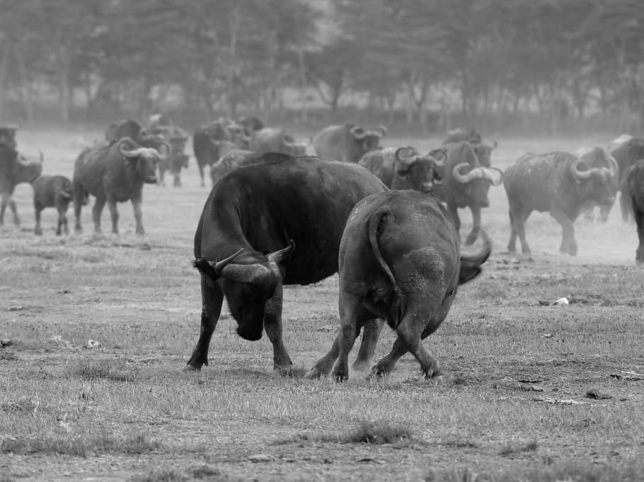 野生動物 ケニア マサイマラ国立保護区 ヌー 動物 自然 動物のテーマ 動物のグループ 哺乳類 家畜 Pxfuel