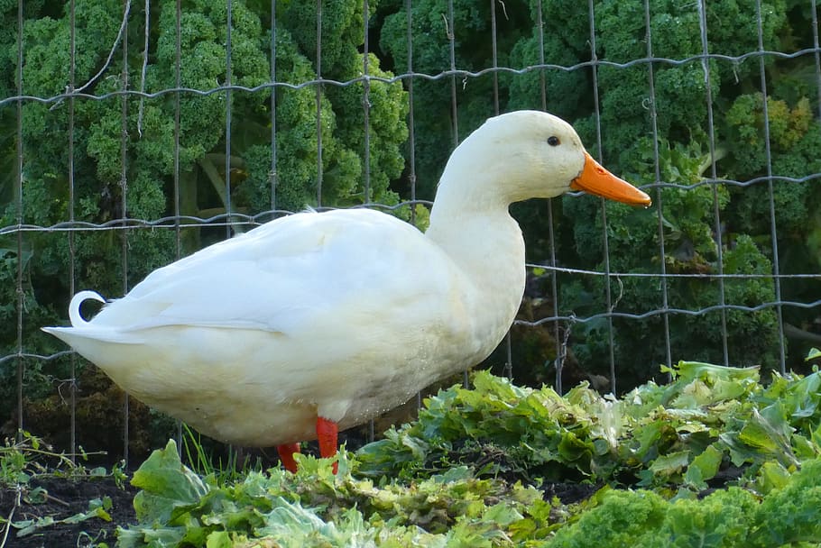white duck, kitchen garden, white, duck, plumage, food, harvest, bird, animal themes, animal wildlife