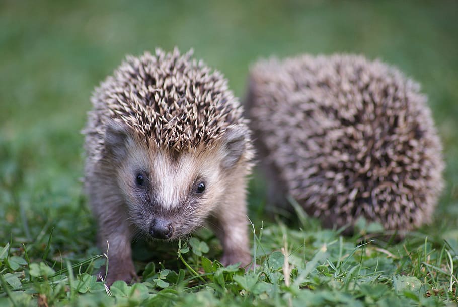 two, hedgehogs, green, grass field, hedgehog, garden, nature, animal, cute, animal world