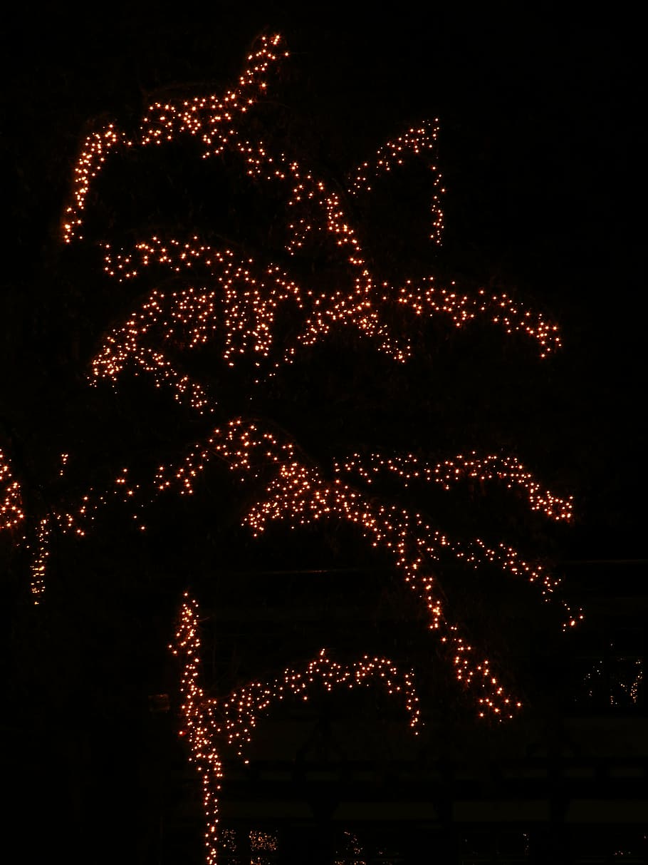 дерево, Деко, украшение, Спортивное снаряжение, Lichterkette, ночь, темно, легкий, Рождество, Пришествие