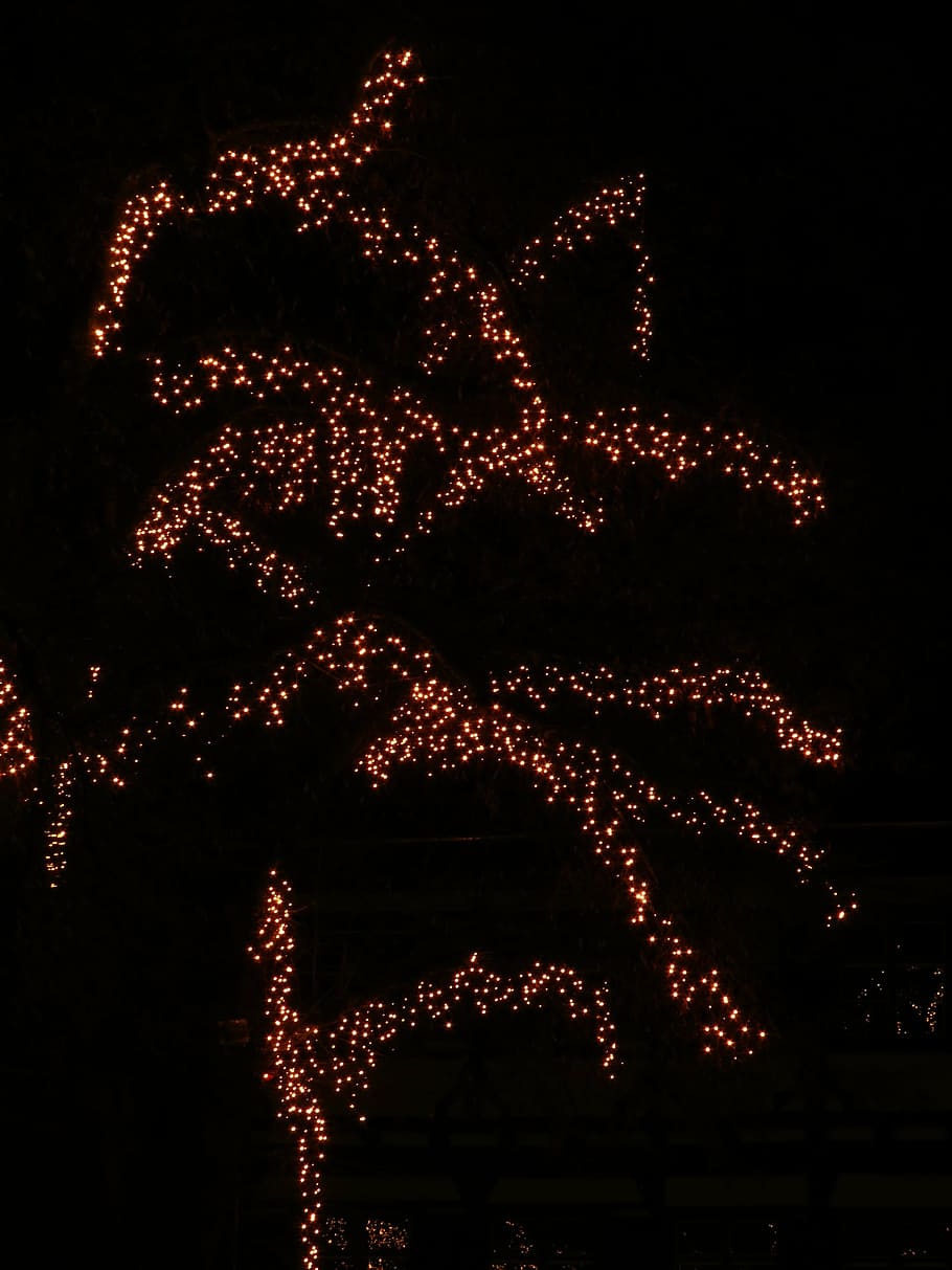 árbol, deco, decoración, luces, lichterkette, noche, oscuro, ligero, navidad, adviento