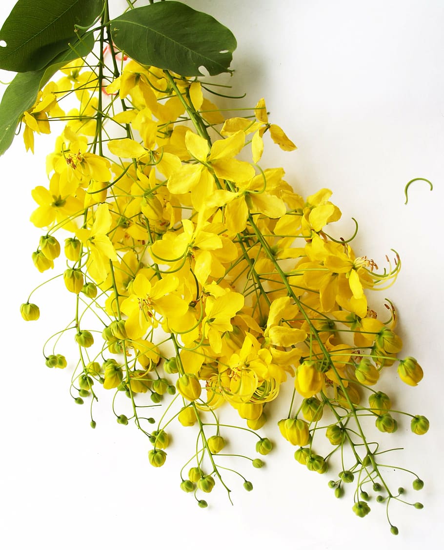 yellow petaled flower, cassia, shower, golden, tree, white, summer, blossom, laburnum, falling