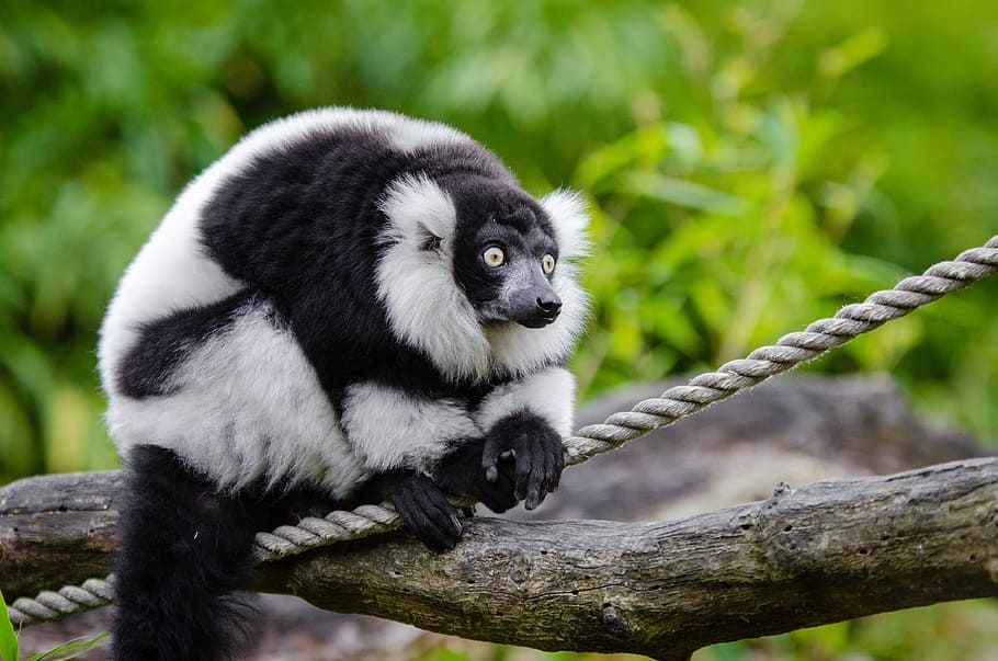 Black, White, Ruffed Lemur, white and black animal, animal wildlife, one animal, animals in the wild, tree, mammal, primate