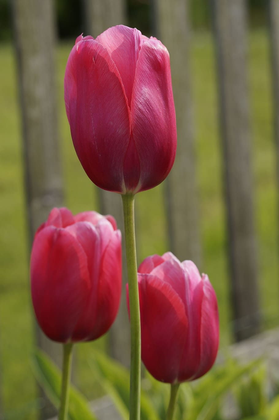 チューリップ 赤 庭 春 花 閉じる ピンク 春の花 植物 開花植物 Pxfuel