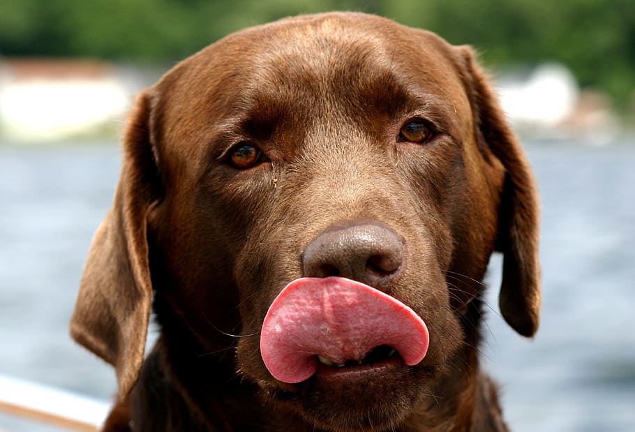 adult chocolate labrador retriever, dog, canine, labrador retriever, chocolate, tongue, brown, pet, animal, one animal