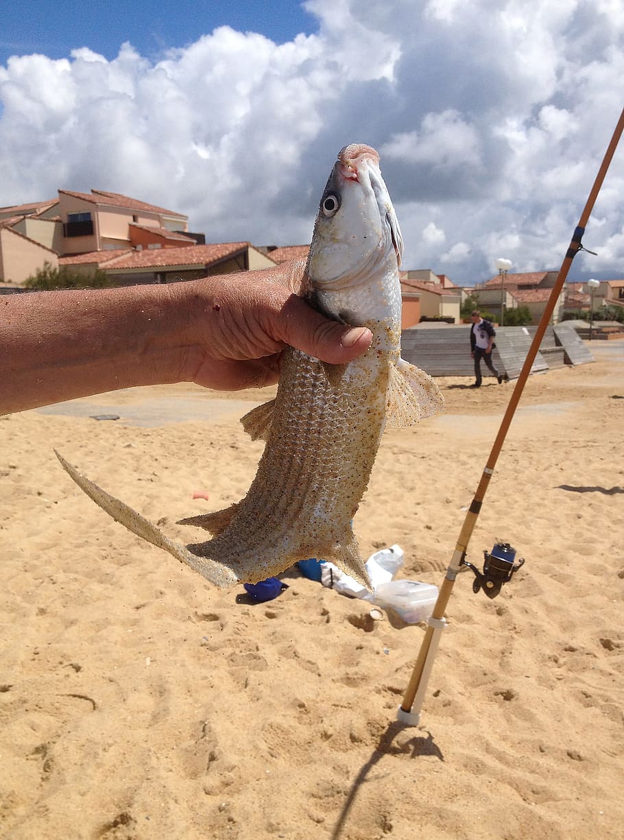 Pesca, Biarritz, França, Praia, Verão, peixe, areia, captura de peixe, nuvem - céu, ao ar livre