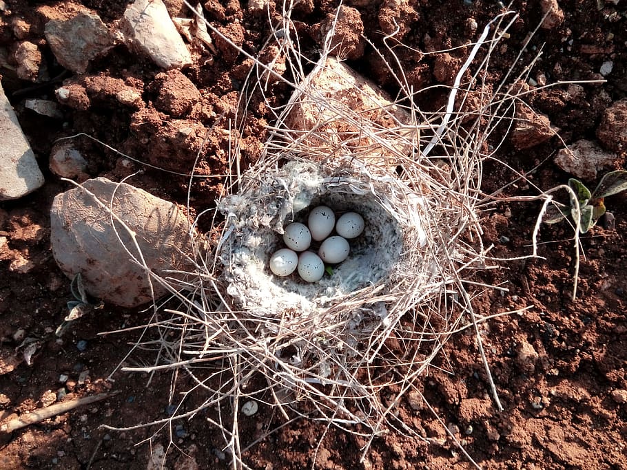 bird nest song bird, Beautiful, Bird Nest, Song Bird, Kurdistan, beautiful bird nest song bird, iraq, day, new life, outdoors