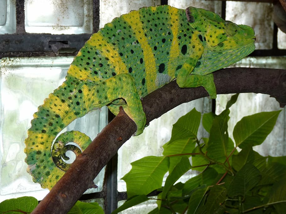 common chameleon, european chameleon, chamaeleo chamaeleon, chameleon, chamaeleonidae, reptile, animal, green, animal themes, animal wildlife